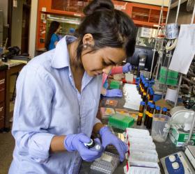 Young female research student filling trays of samples to be processed.