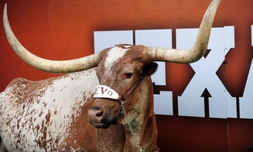 Bevo