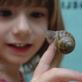 Child fascinated by a snail that they are holding.