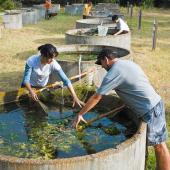 Students studying algae in water tank.
